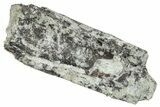 Theropod Dinosaur Tooth Fragment - Colorado #286534-1